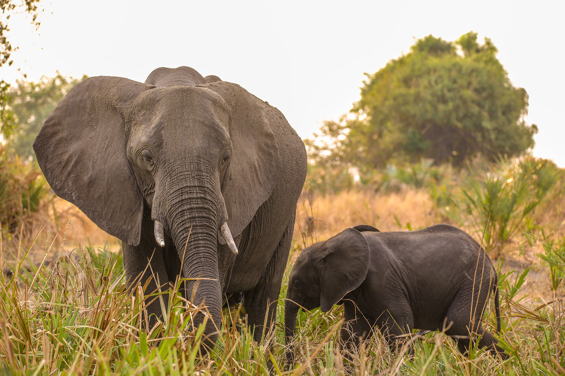 Liwonde National Park