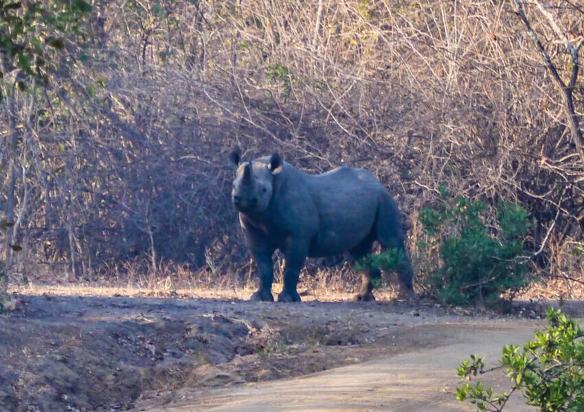 Rhino Liwonde